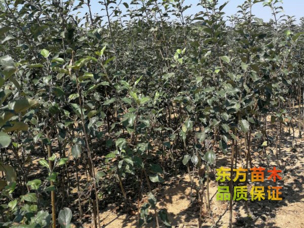 蘋(píng)果苗