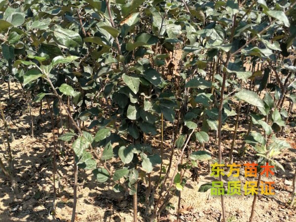 蘋(píng)果苗