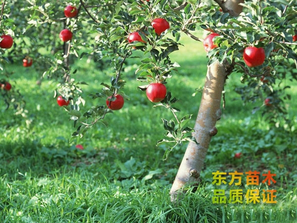 蘋(píng)果苗