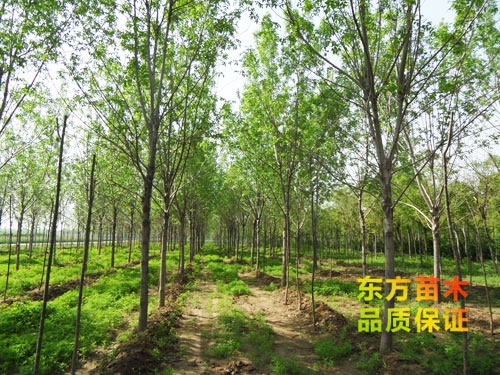 苗木栽培以后應(yīng)該注意哪些？